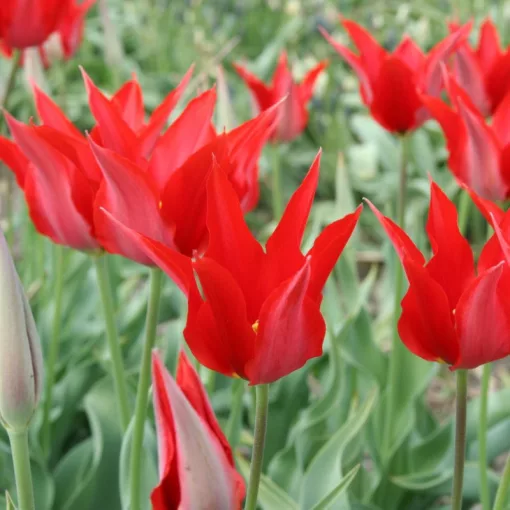 Tulipa Liz de Velours (10/+) - Tulipán