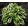 Hosta AUSTIN DICKSON
