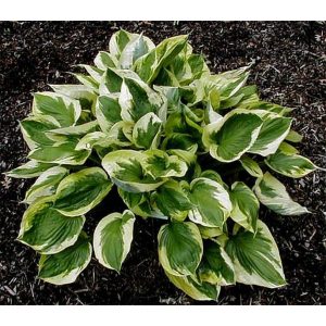 Hosta AUSTIN DICKSON