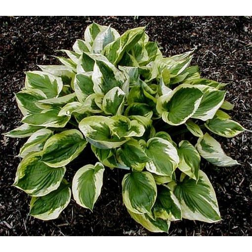 Hosta AUSTIN DICKSON