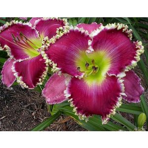 Hemerocallis ALAN LANE AGIN