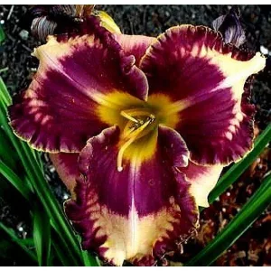 Hemerocallis ALEXANDER HAY