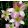 Hemerocallis ALICE'S GHOST