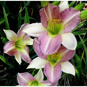 Hemerocallis ALICE'S GHOST