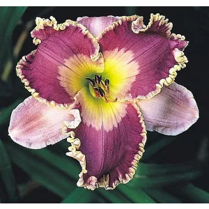 Hemerocallis ANCIENT WISDOM