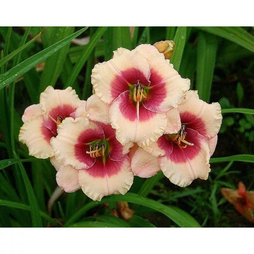 Hemerocallis BELOVED DECEIVER