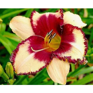 Hemerocallis BORDER LORD