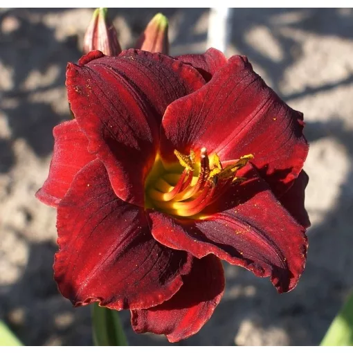 Hemerocallis BROADWAY ATTRACTION