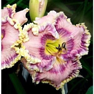 Hemerocallis BUSY BEING BLUE