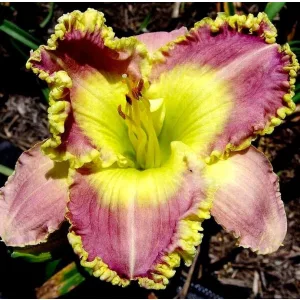 Hemerocallis CHARTREUSE EDGINGS