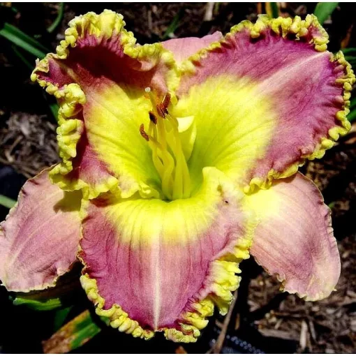 Hemerocallis CHARTREUSE EDGINGS