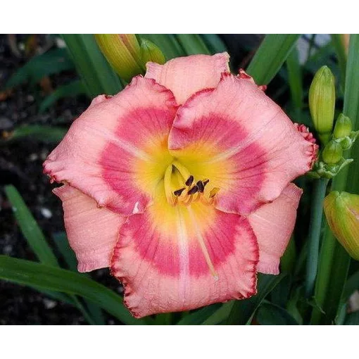 Hemerocallis CHERRYSTONE