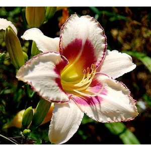 Hemerocallis CHICAGO PICOTEE MEMORIES