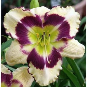 Hemerocallis CHRISTOPHER MOODY