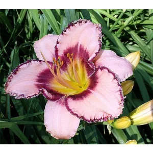 Hemerocallis CLASSIC EDGE