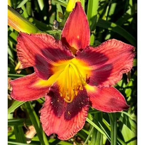Hemerocallis COSMIC CARNAVAL