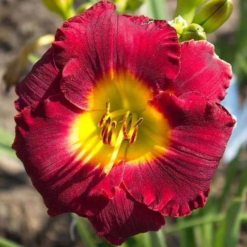 Hemerocallis CRIMEAN CRIMSON