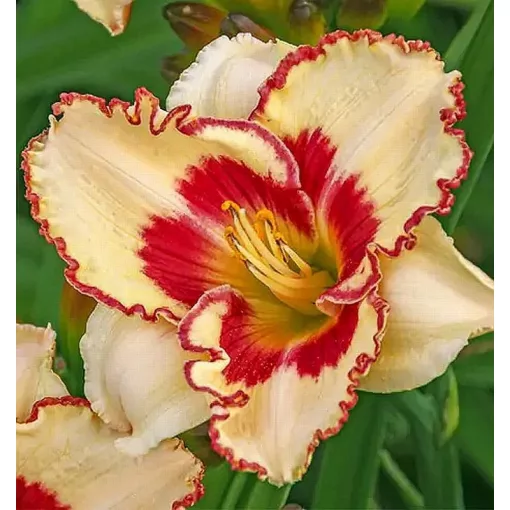 Hemerocallis CRYPTIC MESSAGE