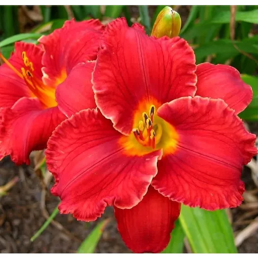 Hemerocallis CUPID CALLING