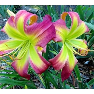 Hemerocallis DANCING WITH SOMEBODY