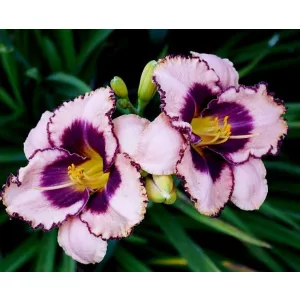 Hemerocallis DARING DILEMMA