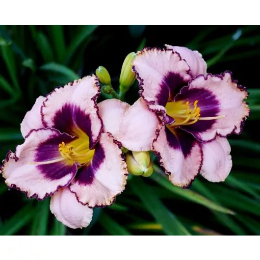 Hemerocallis DARING DILEMMA