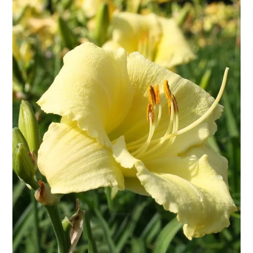 Hemerocallis DECATUR SUPREME