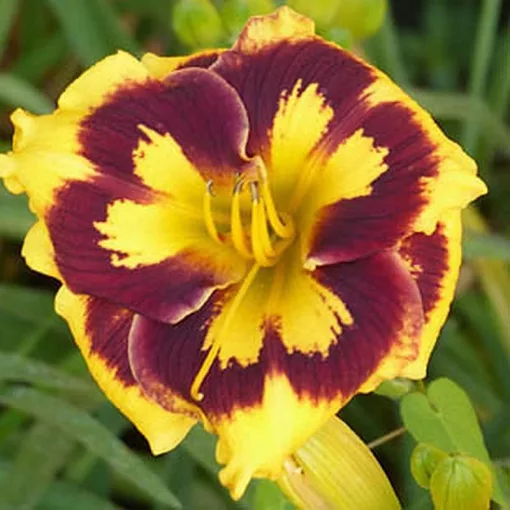 Hemerocallis DEEP IMPACT