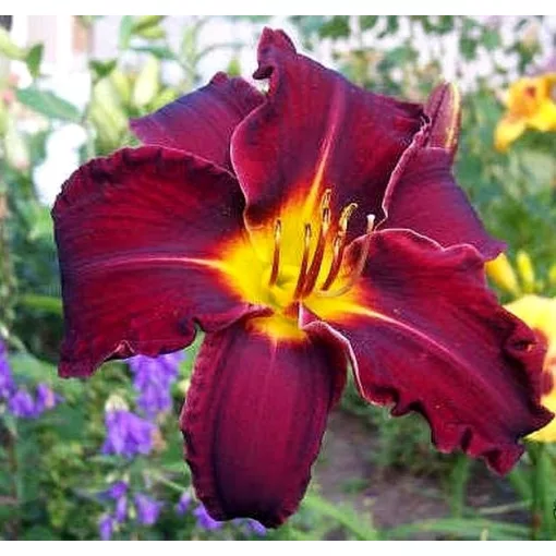 Hemerocallis ED MURAY