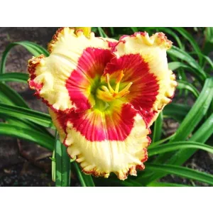 Hemerocallis ELISA DALLAS