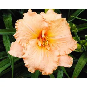 Hemerocallis ELIZABETH SALTER