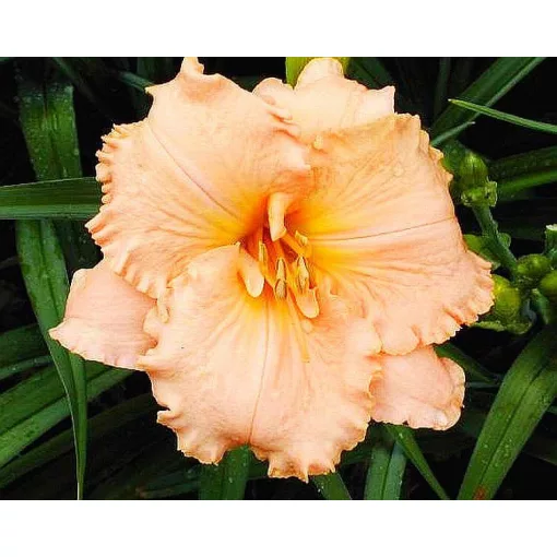 Hemerocallis ELIZABETH SALTER