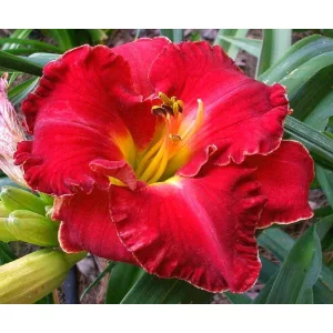 Hemerocallis EXECUTIVE DECISION