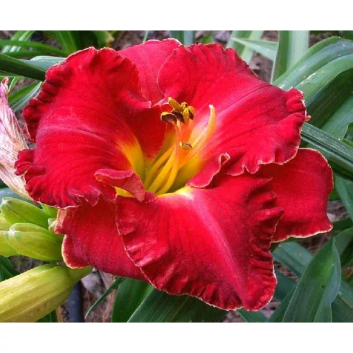 Hemerocallis EXECUTIVE DECISION