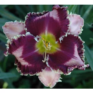 Hemerocallis FABULOUS BLACK PEARL