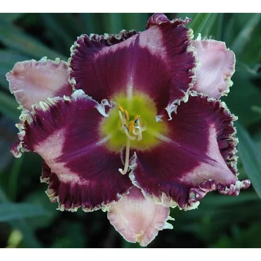 Hemerocallis FABULOUS BLACK PEARL