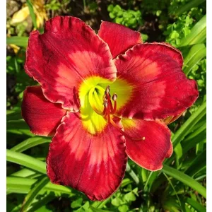 Hemerocallis FABULOUS FRIEDA