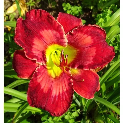 Hemerocallis FABULOUS FRIEDA