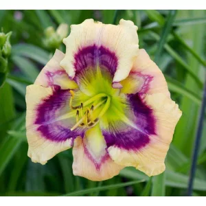 Hemerocallis FANTASY EYES
