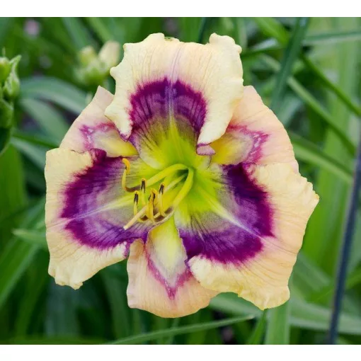 Hemerocallis FANTASY EYES