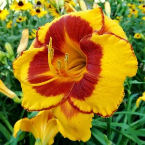 Hemerocallis FOLLED ME
