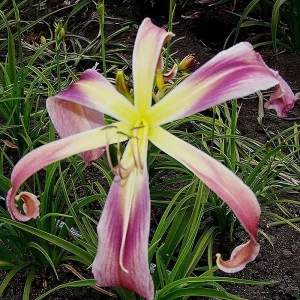 Hemerocallis GIANT TERATORN