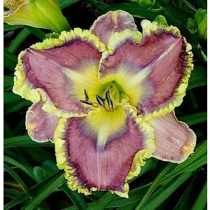 Hemerocallis GINNY MITCHELL