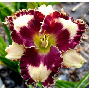 Hemerocallis GOTHIC FINERY