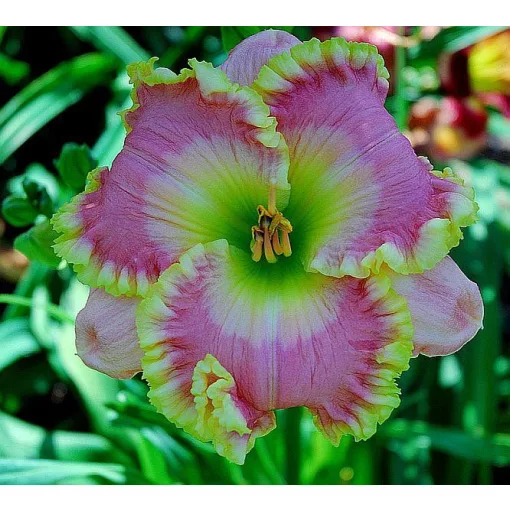 Hemerocallis GREENWAY