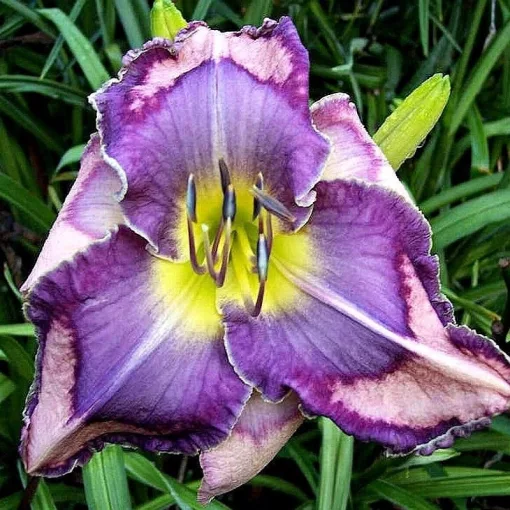 Hemerocallis HYACINTH MACAW