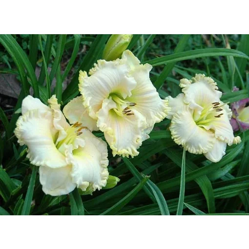 Hemerocallis ICE CREAM EMPEROR