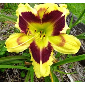 Hemerocallis ISLE OF ZANZIBAR