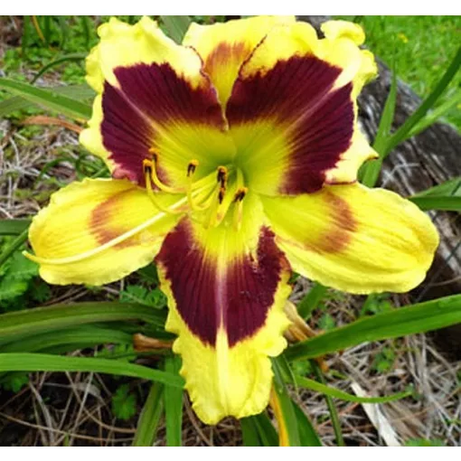 Hemerocallis ISLE OF ZANZIBAR
