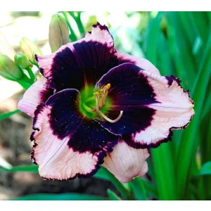 Hemerocallis JANE TRIMMER